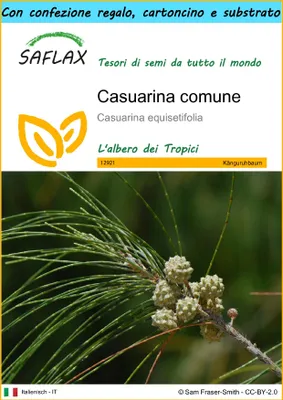 Immagine prodotto di SAFLAX Set regalo - Casuarina comune - 200 semi - Casuarina