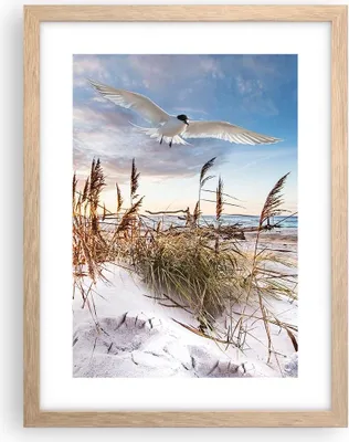 Produktbild von Gerahmtes Poster - Rahmen in heller Eiche - Möwe Meer Küste - 30x40 cm - Wand Bild - Wanddeko - Wandbilder - Kunstposter - Wandposter - Bilderrahmen - Bilder - Kunstdruck - P2NPA30x40-4902