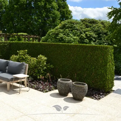 Produktbild von Lebensbaum Thuja Brabant 100-120 cm, 20x Heckenpflanze