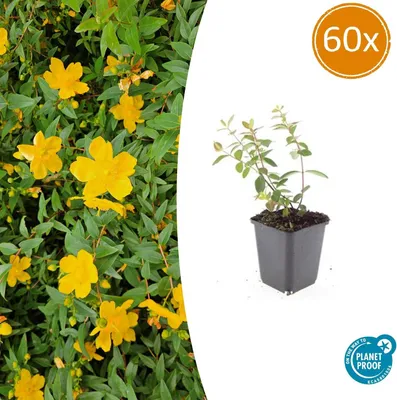 Image de Hypericum dummeri 'Peter Dummer' | 60 pièces - 10-25cm - Ø9cm - Plante de jardin