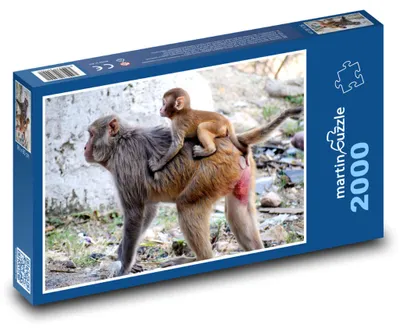 Obrázek produktu pro Puzzle 2000 Opice a mládě paviána - martinpuzzle