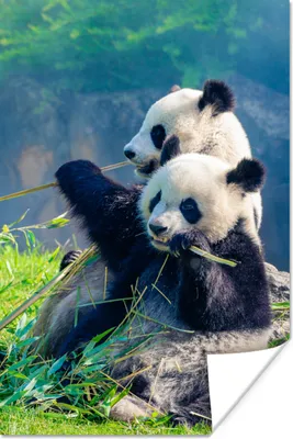 Produktbild von MuchoWow® Poster Panda - Bambus - Gras - Tiere 80x120 cm - Papierdruck