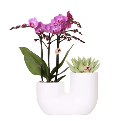 Produktbild von Kolibri Orchids | Set aus rosa Orchidee Vienna und Sukkulente in weißem Ziertopf - Topfgröße Ø9 cm | blühende Zimmerpflanze - frisch vom Züchter
