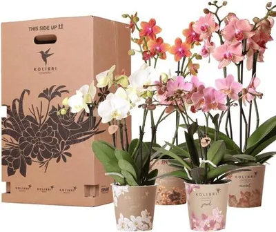 Obrázek produktu pro Krabicka s prekvapením a 4 ruznými kolibrími orchidejemi - 12cm - Sada