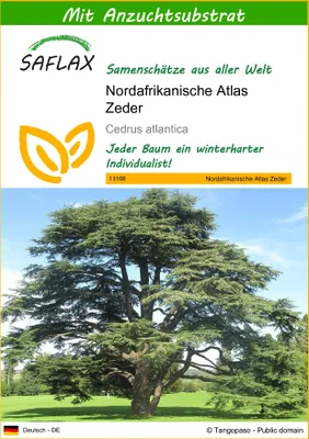 Produktbild von SAFLAX - Nordafrikanische Atlas Zeder - 20 Samen - Mit keimfreiem Anzuchtsubstrat - Cedrus atlantica