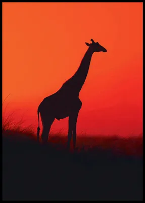 Produktbild von Plakat 64x90cm Giraffe in Schwarz