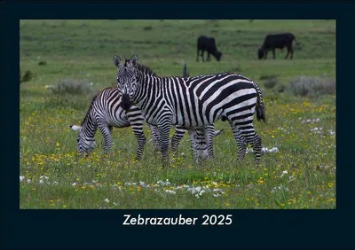 Produktbild von Zebrazauber 2025 Fotokalender DIN A5