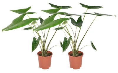 Produktbild von Zynesflora 2 Stück Alocasia Zebrina im Ø 21 cm Pflanzentopf - Höhe: 70 - 75 cm - Pfeilblatt Alokasie Zimmerpflanze mit Zebramuster