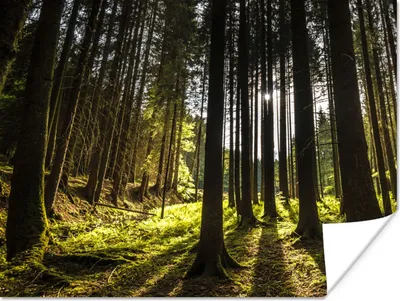Produktbild von MuchoWow® Poster Baum - Natur - Sonne - Wald 160x120 cm - Foto Plakat