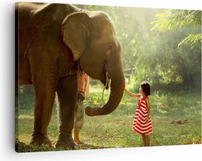 Produktbild von Bild auf Leinwand - Leinwandbild - Elefant Tier - 70x50cm - Wand Bild - Wanddeko - Wandbilder - Leinwanddruck - Bilder - Kunstdruck - Wanddekoration - Leinwand bilder - Wandkunst - AA70x50-3884
