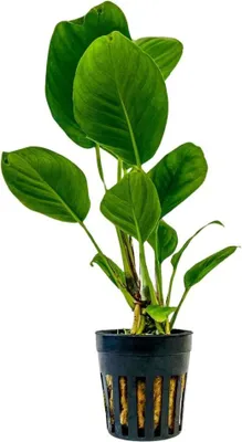 Produktbild von Aquarium Pflanze Anubias heterophylla Wasserpflanzen Aquascaping AquaOne Nr.302
