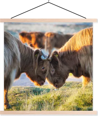 Produktbild von MuchoWow® Textilposter Schottische Hochlandrind - Tiere - Sonne 60x60 cm mit holzfarbenen Rahmen - Wanddekoration