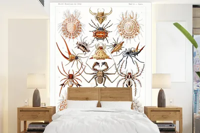 Produktbild von MuchoWow® Fototapete für Wohnzimmer oder Schlafzimmer Wandtapete Vinyl Motivtapete Retro - Spinne - Ernst Haeckel - Spinnen - 190x260 cm - Papiertapete