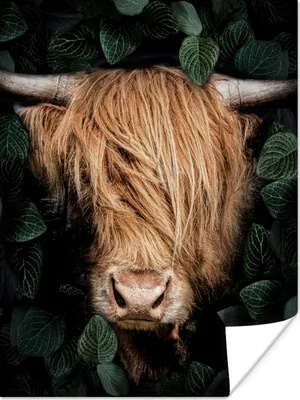 Produktbild von MuchoWow® Poster Schottisches Hochlandrind - Pflanzen - Kuh - Porträt - Dschungel 90x120 cm - Wohnzimmer