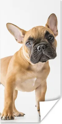 Produktbild von MuchoWow® Poster Französische Bulldogge - Braun - Weiß 20x40 cm - Plakat - Foto