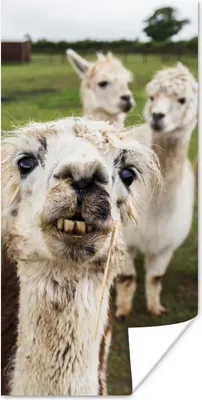 Produktbild von MuchoWow® Poster Lama - Selfie - Gras 80x160 cm - Kinderzimmer