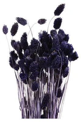 Produktbild von Elegante Trockengräser Phalaris Deko für Sträuße und Raumgestaltung