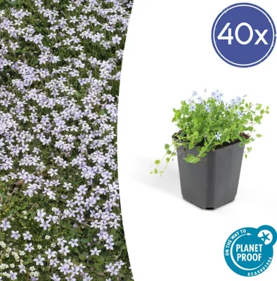 Produktbild von Trendyplants - Isotoma fluviatilis - 40 Stück - Blaue Bodenkriechpflanze - Winterhart - Höhe 10-20cm - Topfgröße Ø9cm