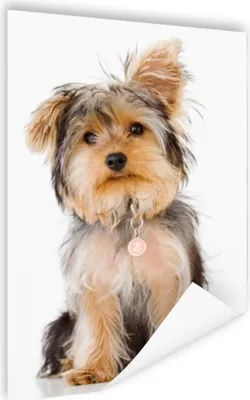Produktbild von MuchoWow® Poster Porträt eines Yorkshire-Terriers 60x90 cm - Wanddekoration