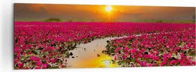 Produktbild von Bild auf Leinwand - Leinwandbild - See Blumen - 160x50cm - Wand Bild - Wanddeko - Wandbilder - Leinwanddruck - Bilder - Kunstdruck - Wanddekoration - Leinwand bilder - Wandkunst - AB160x50-3769