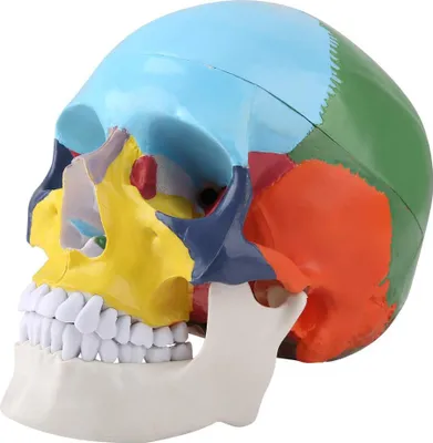 Productafbeelding van Anatomisch didactisch skeletmodel - Kleurrijk model van de schedel - Anatomieonderwijs, levensgroot (1:1)