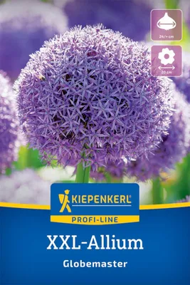 Produktbild von Kiepenkerl Zierlauch Globemaster Allium sp. 1 Zwiebel