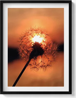 Produktbild von Schmeißfliege bei Sonnenuntergang– Wandbild mit Rahmen – Gerahmtes Bild  – Wanddekoration – 60x80 cm –  Schwarz Rahmen