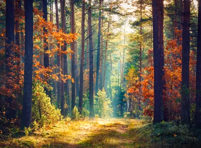 Produktbild von Papermoon VLIES Fototapete, Digitaldruck, Herbstwald Sonnenstrahlen (762)