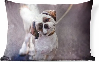Produktbild von MuchoWow® Outdoor Kissen - Ein süßer Shih Tzu Hund - 50x30 cm - Wetterfest - Lounge Kissen - Sofa kissen - Wohnzimmer Dekoration