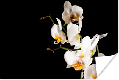 Produktbild von MuchoWow® Poster Orchidee - Blumen - Pflanzen - Botanisch 30x20 cm - Plakate - Print