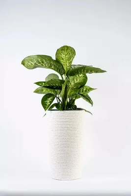 Produktbild von ADONI Handgefertigter Baumwoll-Blumentopf mit Einsatz (47 cm) – Dekorativer, Weißer Übertopf für Zimmerpflanzen