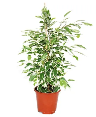 Produktbild von Exotenherz – Weinen-Feige – Ficus „Twilight“ – weiße Blätter – 1 Pflanze – pflegeleicht – luftreinigend – 12-cm-Topf