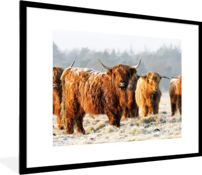 Produktbild von MuchoWow® Gerahmtes Poster Schottische Highlander - Schnee - Wald 80x60 cm - Poster mit Schwarzem Bilderrahmen Wandposter Rahmen Foto Bilder - Schlafzimmer-Dekorationen - Fotoposter