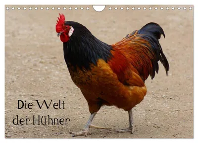 Produktbild von Die Welt der Hühner (Wandkalender 2027 DIN A4 quer), CALVENDO Monatskalender