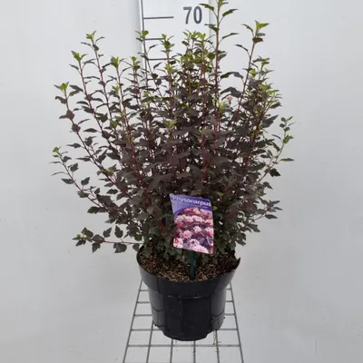 Obrázok produktu pre Physocarpus opulifolius Little Joker ('Hoogi021'PBR) – kvetina s pufovitými kvetmi | 40–50 cm v črepníku