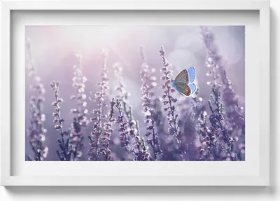 Produktbild von Schmetterling auf Feldblumen– Wandbild mit Rahmen – Gerahmtes Bild  – Wanddekoration – 60x40 cm –  Schwarz Rahmen