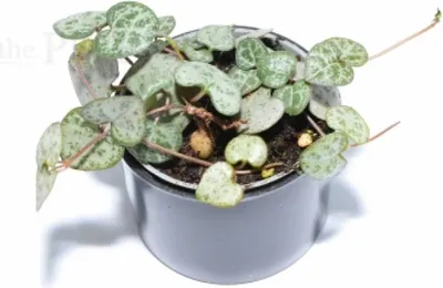 Image de Ceropegia woodii