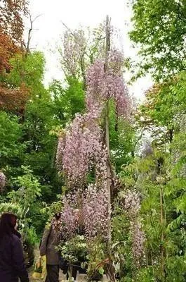 Produktbild von Wisteria fl. 'Honbeni' ( 'rosea/pink ice') - Japanische Blauregen, Sorte Honbeni 80-100 cm | Topf