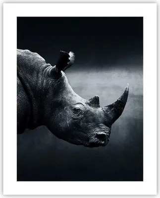Produktbild von Poster - Poster ohne Rahmen - Nashorn Schwarzweiß Porträt - 40x50 cm - Wand Bild - Wanddeko - Wandbilder - Kunstposter - Wandposter - Bilder - Kunstdruck - Wanddekoration - Wandbild - P2XPA40x50-4347