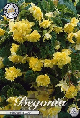 Artikelbild 2 von 'Begonie Yellow (3 Stück)' aus der Kategorie Begonienknollen