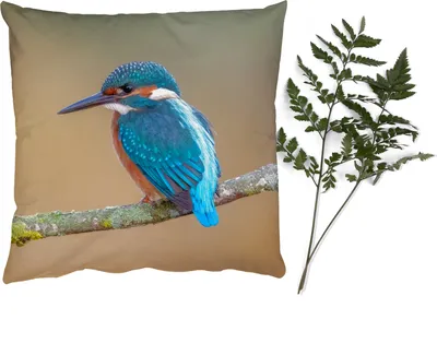 Produktbild von MuchoWow® Zierkissen Sofakissen Wohnzimmer Dekokissen 45x45 cm Vogel - Eisvogel - Tiere - Zweig - Schlafpolster - Polster für das Sofa