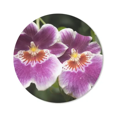 Produktbild von MuchoWow® Mauspad Mousepad Wilde Orchidee 20x20 cm - Mousepads - Maus Mat - Pad - Mausunterlage - Schreibtischmatte