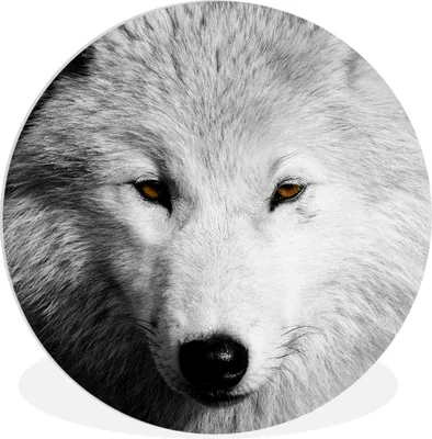 Produktbild von MuchoWow® Rundes Wandbild - Runde Bilder In der Nähe Ansicht Wolf in Schwarz und Weiß Ø 60 cm Kreis Wanddekoration Kunststoff - Wandkreis - Wandschmuck - Wand Kreis - Das Schlafzimmer - Die Bilder - Wandmalerei - Kunst für das Haus - das Plastik