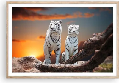 Produktbild von Gerahmtes Poster - Rahmen in heller Eiche - Tiger weiß Rock Sonnenuntergang - 91,5x61 cm - Wand Bild - Wanddeko - Wandbilder - Wandposter - Bilderrahmen - Bilder - Kunstdruck - P2NAA91x61-2901