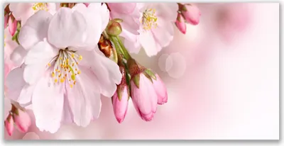 Produktbild von Glasbilder 140x70 Wandbild Druck auf Glas Blumen Pflanzen