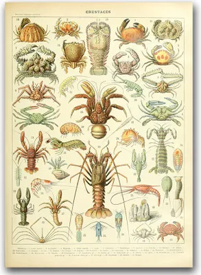 Produktbild von Poster - Canvas - Leinwand - 59,4 cm x 84,1 cm - Fotoposter - Leinwandkunst - Wissenschaft 1909 Adolphe Millot Crustaces