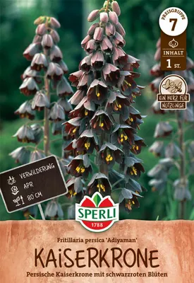 Produktbild von SPERLI Persische Kaiserkrone Adiyaman Fritillaria persica 1 Zwiebel