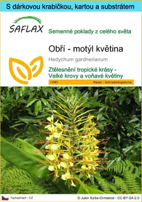 Obrázek produktu pro SAFLAX Dárková sada - Obří - motýl květina - Hedychum gardnerianum - 10 Semena - S dárkovou krabičkou, přepravním štítkem, dárkovou kartou a pěstebním médiem
