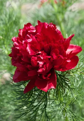 Produktbild von Paeonia tenuifolia, Pfingstrose, feingliedrig, ca. 11x11 cm Topf