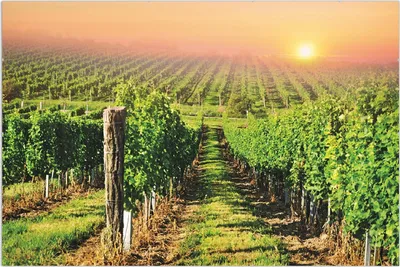 Produktbild von Wallario Wandbild Weinberg mit untergehender Sonne, Größe: 61 x 91,5 cm, Poster mit rahmenlosen Bildhalter